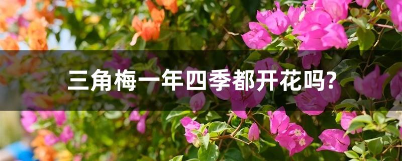 三角梅一年四季都开花吗? 三角梅一年四季都开花吗?