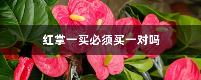 红掌一买必须买一对吗 红掌一买必须买一对吗