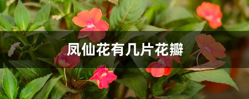 凤仙花有几片花瓣 凤仙花有几片花瓣