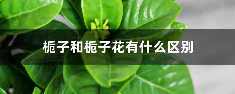 栀子和栀子花有什么区别 栀子和栀子花有什么区别