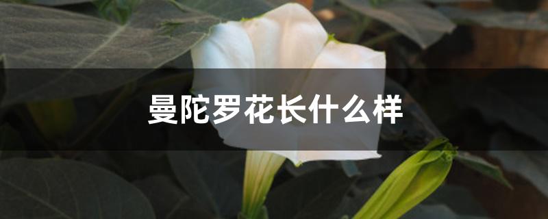 曼陀罗花长什么样 曼陀罗花长什么样