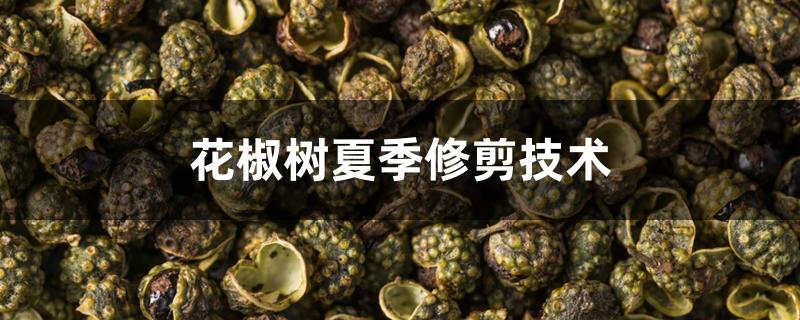 花椒树夏季修剪技术 花椒树夏季修剪技术