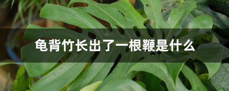 龟背竹长出了一根鞭是什么 龟背竹长出了一根鞭是什么