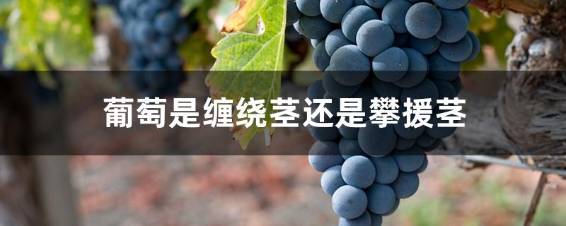 葡萄是缠绕茎还是攀援茎 葡萄是缠绕茎还是攀援茎