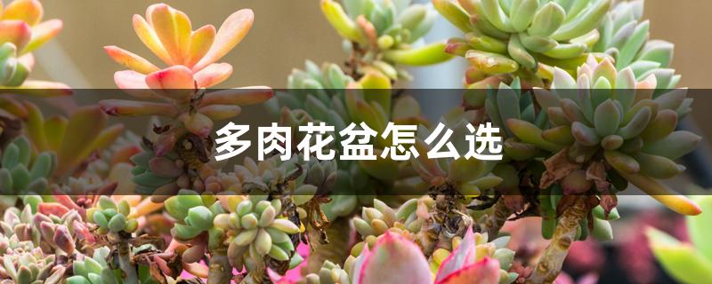 多肉花盆怎么选 多肉花盆怎么选