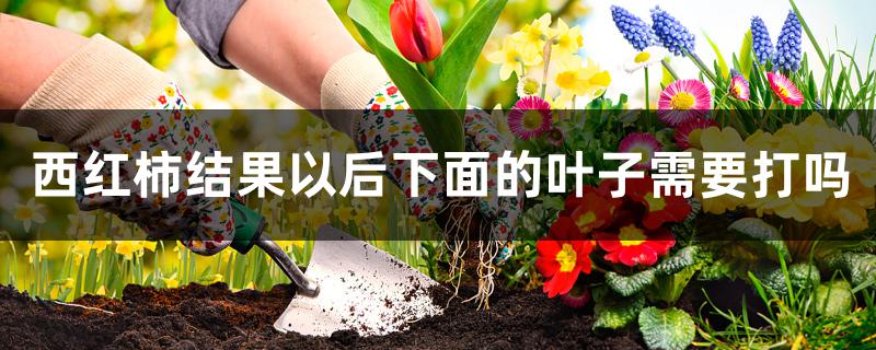 西红柿结果以后下面的叶子需要打吗
