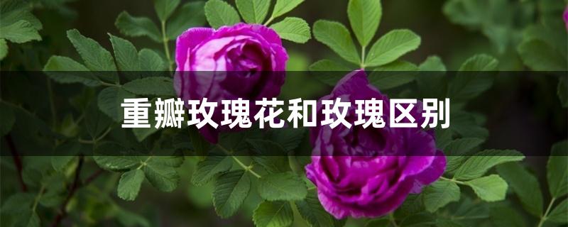 重瓣玫瑰花和玫瑰区别 重瓣玫瑰花和玫瑰区别