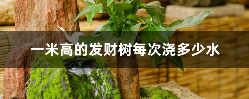 一米高的发财树每次浇多少水 一米高的发财树每次浇多少水