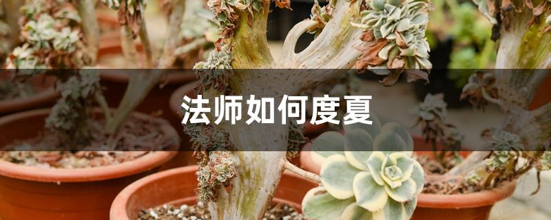 法师如何度夏 法师如何度夏