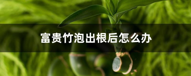 富贵竹泡出根后怎么办 富贵竹泡出根后怎么办