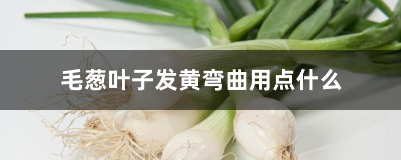 毛葱叶子发黄弯曲用点什么
