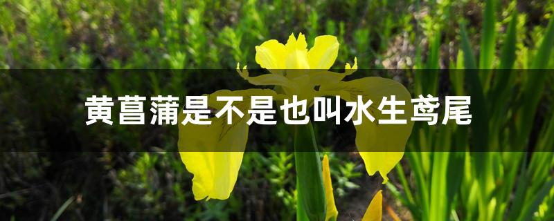 黄菖蒲是不是也叫水生鸢尾 黄菖蒲是不是也叫水生鸢尾