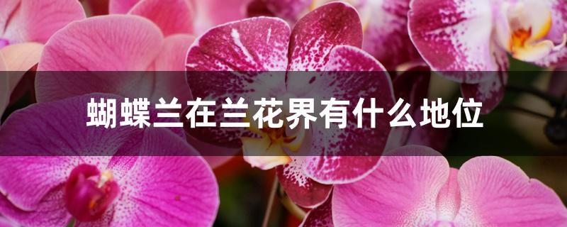 蝴蝶兰在兰花界有什么地位 蝴蝶兰在兰花界有什么地位