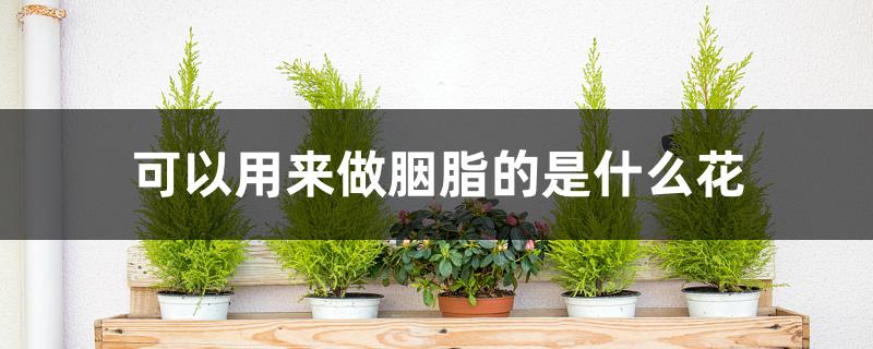 可以用来做胭脂的是什么花 可以用来做胭脂的是什么花