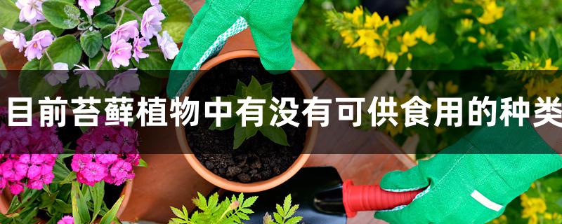 目前苔藓植物中有没有可供食用的种类 目前苔藓植物中有没有可供食用的种类