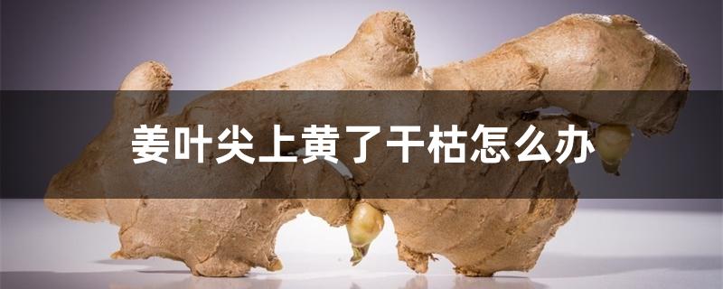 姜叶尖上黄了干枯怎么办 姜叶尖上黄了干枯怎么办