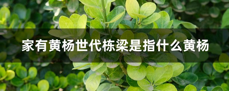 家有黄杨世代栋梁是指什么黄杨 家有黄杨世代栋梁是指什么黄杨