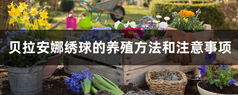 贝拉安娜绣球的养殖方法和注意事项 贝拉安娜绣球的养殖方法和注意事项