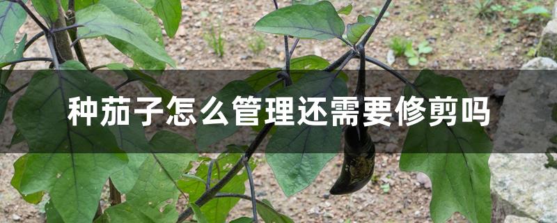 种茄子怎么管理还需要修剪吗 种茄子怎么管理还需要修剪吗