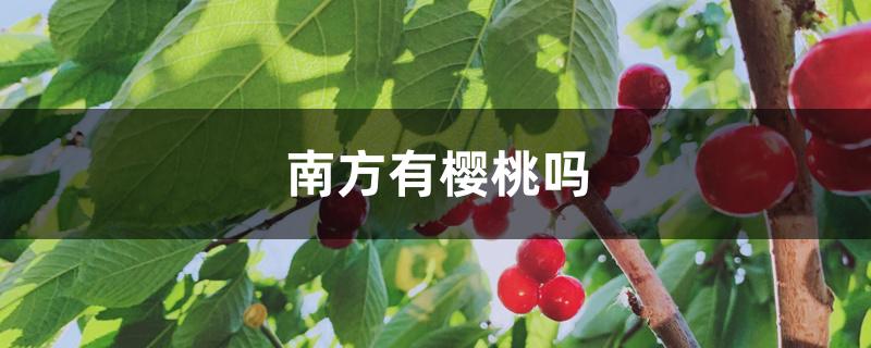 南方有樱桃吗 南方有樱桃吗