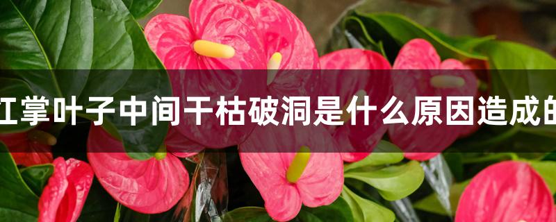 红掌叶子中间干枯破洞是什么原因造成的 红掌叶子中间干枯破洞是什么原因造成的