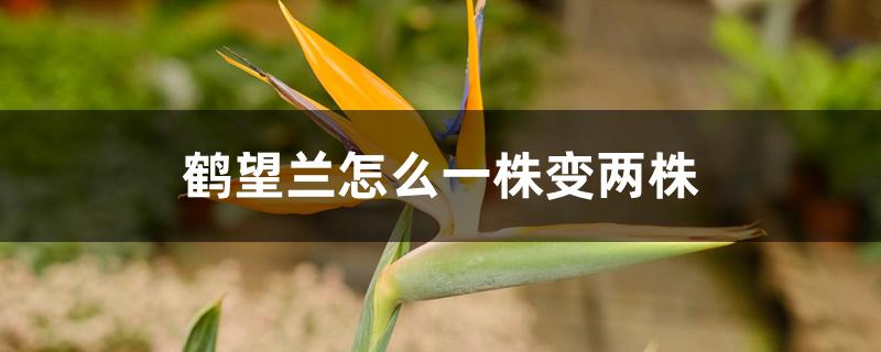 鹤望兰怎么一株变两株 鹤望兰怎么一株变两株