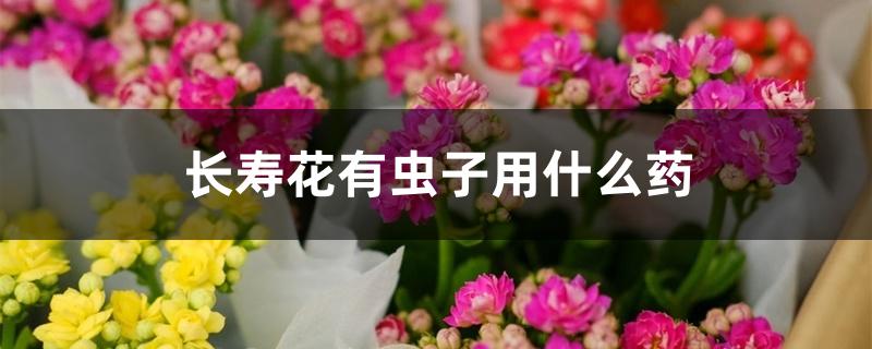 长寿花有虫子用什么药 长寿花有虫子用什么药
