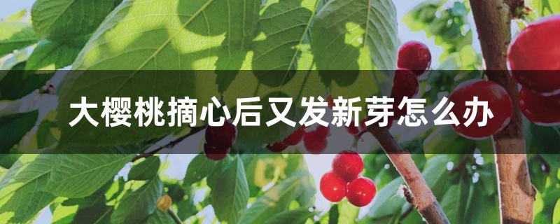 大樱桃摘心后又发新芽怎么办 大樱桃摘心后又发新芽怎么办