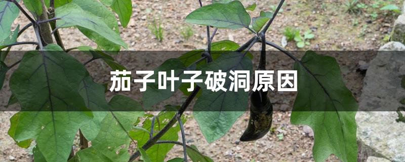 茄子叶子破洞原因 茄子叶子破洞原因
