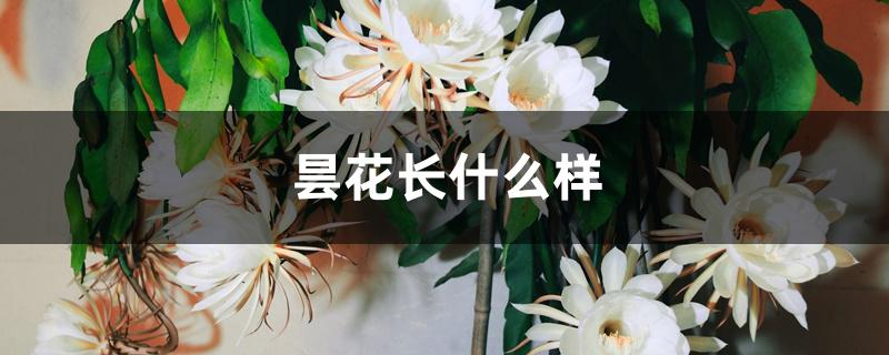 昙花长什么样