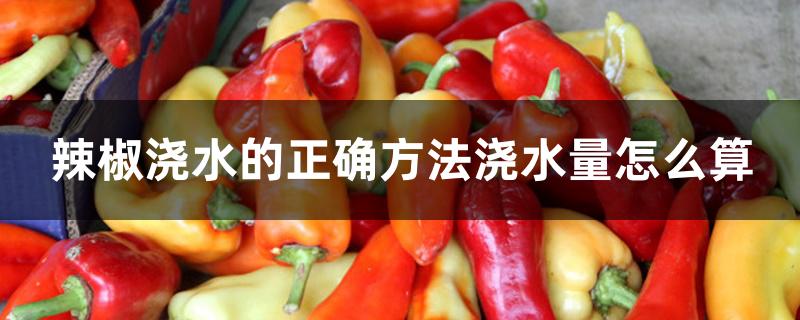 辣椒浇水的正确方法浇水量怎么算 辣椒浇水的正确方法浇水量怎么算