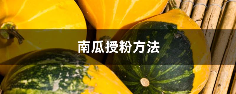 南瓜授粉方法 南瓜授粉方法
