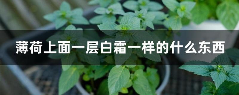 薄荷上面一层白霜一样的什么东西 薄荷上面一层白霜一样的什么东西