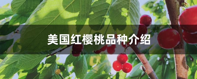 美国红樱桃品种介绍 美国红樱桃品种介绍