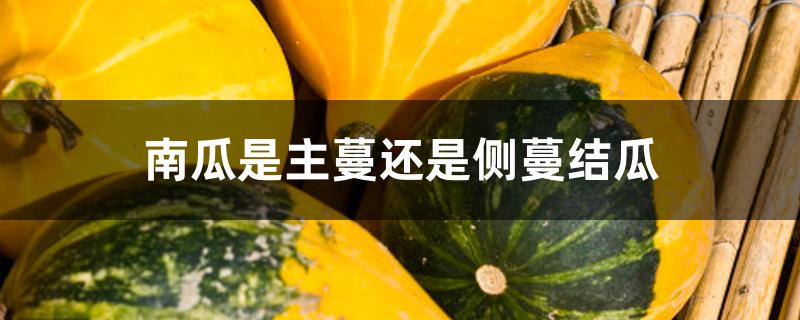 南瓜是主蔓还是侧蔓结瓜 南瓜是主蔓还是侧蔓结瓜