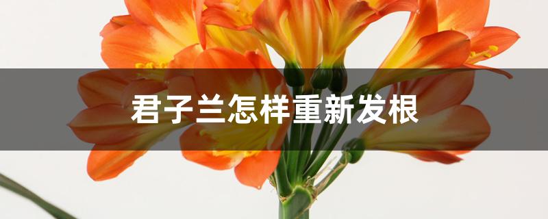 君子兰怎样重新发根 君子兰怎样重新发根