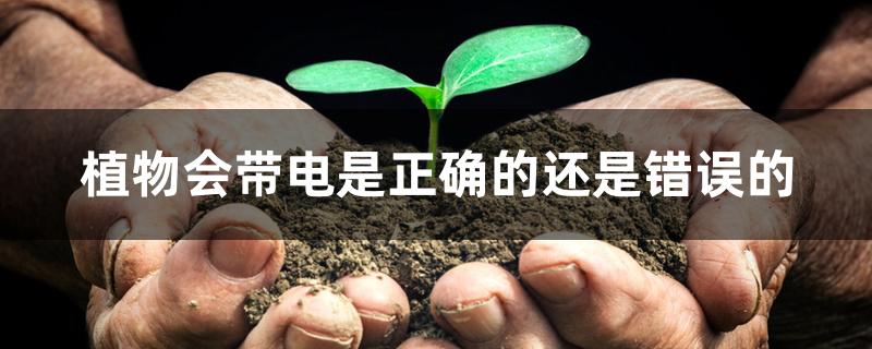 植物会带电是正确的还是错误的