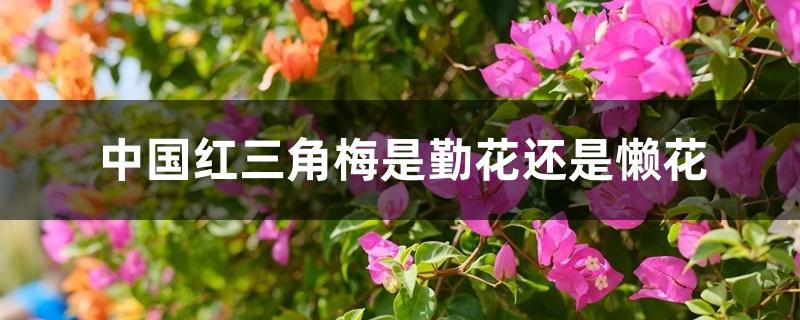 中国红三角梅是勤花还是懒花