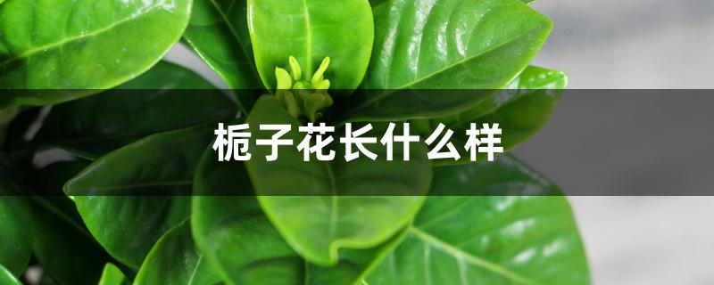 栀子花长什么样 栀子花长什么样