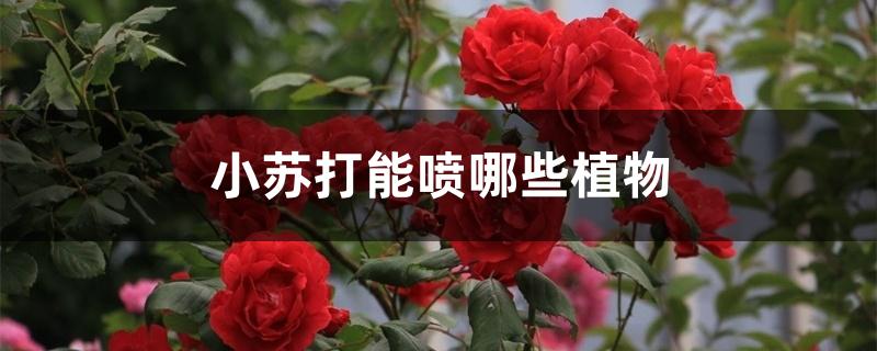 小苏打能喷哪些植物 小苏打能喷哪些植物