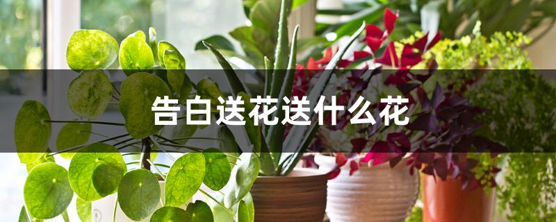 告白送花送什么花 告白送花送什么花