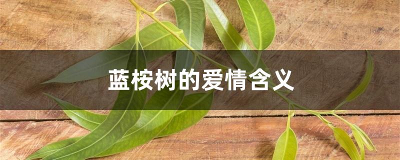蓝桉树的爱情含义 蓝桉树的爱情含义