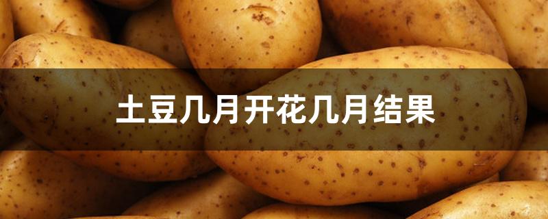土豆几月开花几月结果 土豆几月开花几月结果