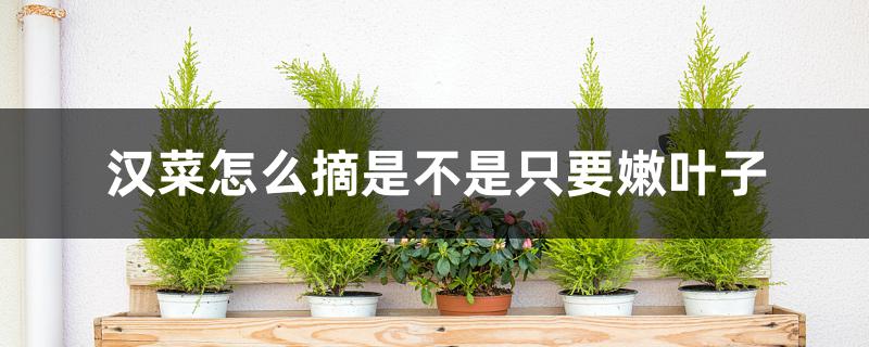 汉菜怎么摘是不是只要嫩叶子 汉菜怎么摘是不是只要嫩叶子