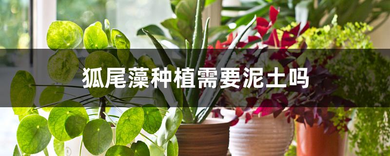 狐尾藻种植需要泥土吗 狐尾藻种植需要泥土吗
