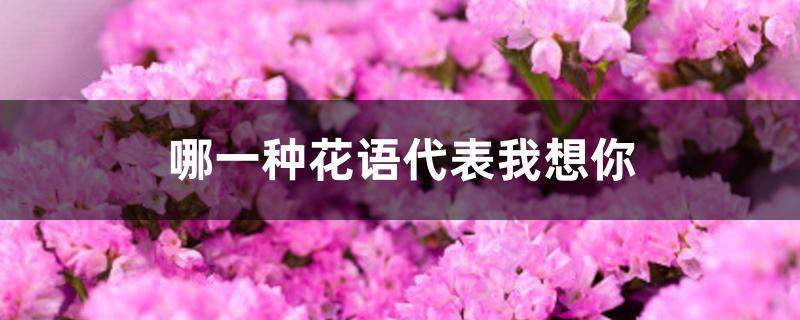 哪一种花语代表我想你 哪一种花语代表我想你