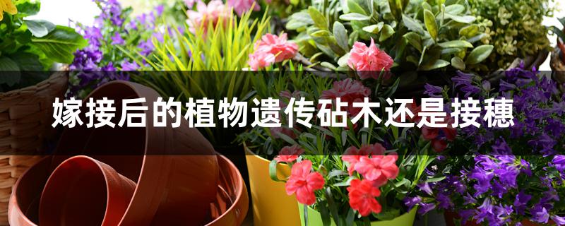 嫁接后的植物遗传砧木还是接穗 嫁接后的植物遗传砧木还是接穗