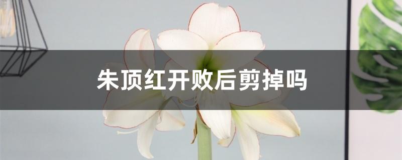朱顶红开败后剪掉吗 朱顶红开败后剪掉吗