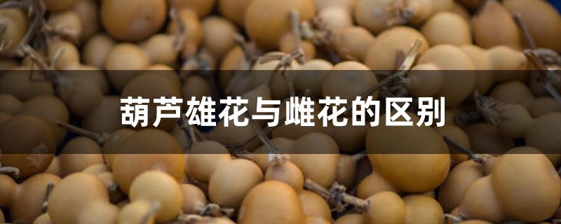 葫芦雄花与雌花的区别 葫芦雄花与雌花的区别