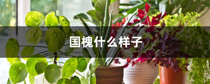 国槐什么样子 国槐什么样子